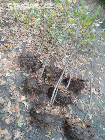 Sazenice Lipy Srdcite Prodej () Sazenice Lipy Srdcite Prodej